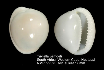 Triviella verhoefi (3).jpg - Triviella verhoefi (Gosliner & Liltved,1981)